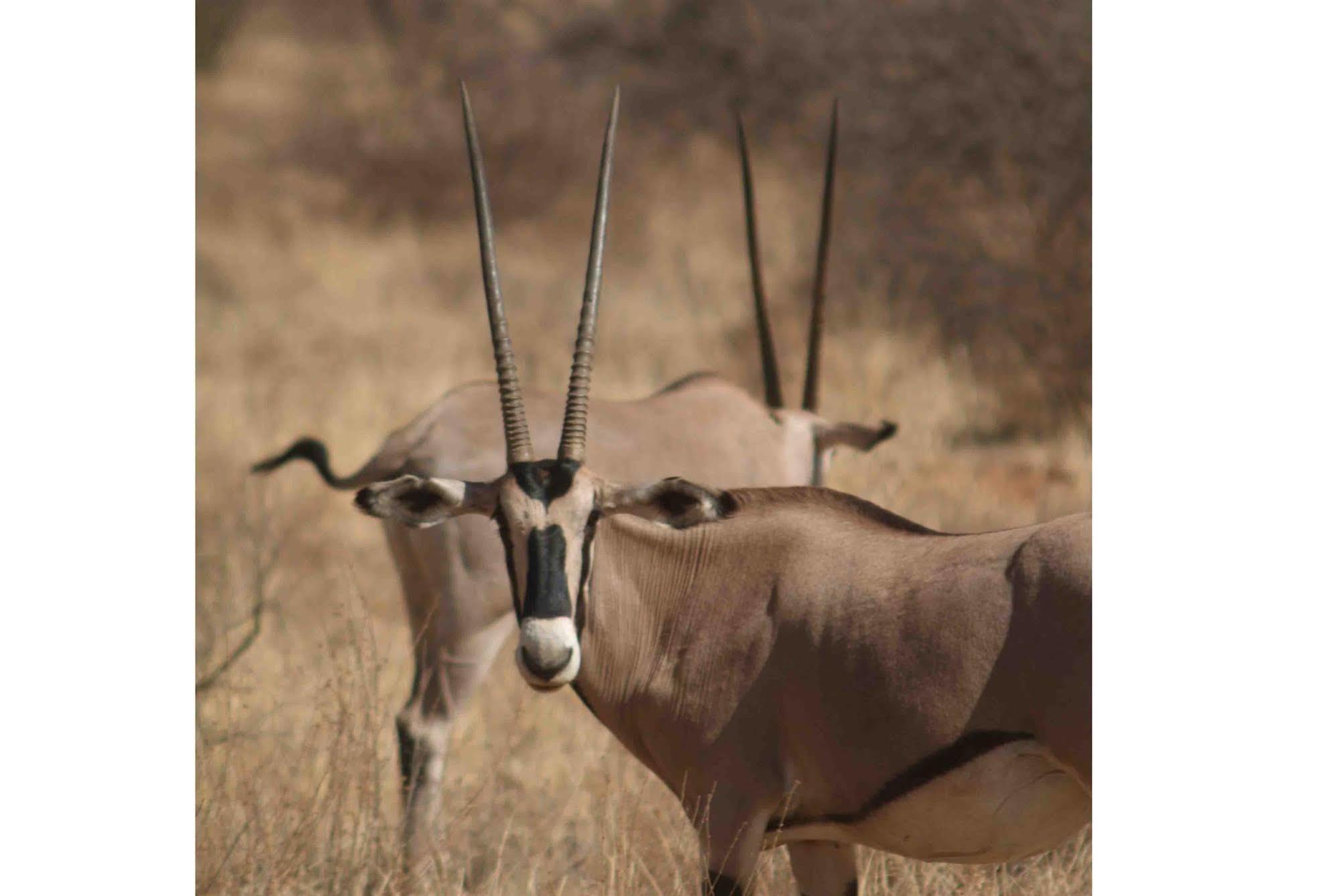 Sarova Shaba Game Lodge Archers Post Exterior foto